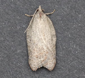  ( - AKLEP345)  @11 [ ] CreativeCommons  Attribution Non-Commercial Share-Alike (2023) Jason Grant Universit&eacute; de Neuch&acirc;tel, Switzerland