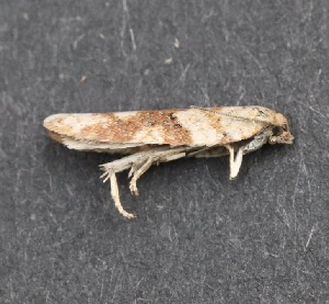  ( - AKLEP350)  @11 [ ] CreativeCommons  Attribution Non-Commercial Share-Alike (2023) Jason Grant Universit&eacute; de Neuch&acirc;tel, Switzerland