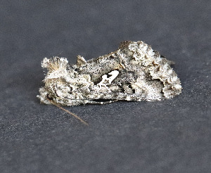  ( - AKLEP676)  @11 [ ] CreativeCommons  Attribution Non-Commercial Share-Alike (2025) Jason Grant Universit&eacute; de Neuch&acirc;tel, Switzerland