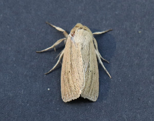  (Mythimna oxygala/yuconensis - AKLEP750)  @11 [ ] CreativeCommons  Attribution Non-Commercial Share-Alike (2025) Jason Grant Universit&eacute; de Neuch&acirc;tel, Switzerland