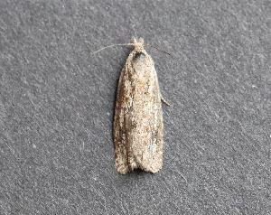  ( - AKLEP761)  @11 [ ] CreativeCommons  Attribution Non-Commercial Share-Alike (2025) Jason Grant Universit&eacute; de Neuch&acirc;tel, Switzerland