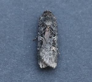  ( - AKLEP835)  @11 [ ] CreativeCommons  Attribution Non-Commercial Share-Alike (2025) Jason Grant Universit&eacute; de Neuch&acirc;tel, Switzerland