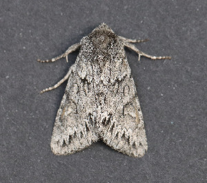  ( - AKLEP881)  @11 [ ] CreativeCommons  Attribution Non-Commercial Share-Alike (2025) Jason Grant Universit&eacute; de Neuch&acirc;tel, Switzerland