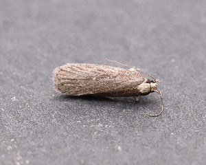  ( - AKLEP919)  @11 [ ] CreativeCommons  Attribution Non-Commercial Share-Alike (2025) Jason Grant Universit&eacute; de Neuch&acirc;tel, Switzerland