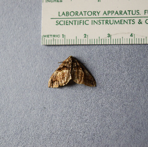  (Anticlea vasilata - AKLEP964)  @11 [ ] CreativeCommons  Attribution Non-Commercial Share-Alike (2025) Lisa Jodwalis Université de Neuchâtel, Switzerland