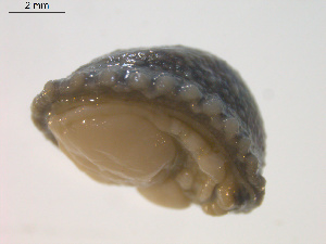  ( - 11BIOAK-0591)  @12 [ ] CreativeCommons - Attribution  Unspecified Centre for Biodiversity Genomics