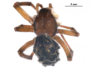  ( - BIOUG35470-H11)  @11 [ ] CreativeCommons - Attribution (2018) CBG Photography Group Centre for Biodiversity Genomics