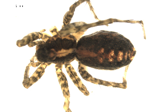  (Pardosa tesquorum - CCDB-05149-E11)  @12 [ ] CC-0  G. Blagoev 2010 Unspecified
