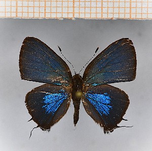  (Calycopis aff.anastasia - LDIR2)  @11 [ ] copyright (2025) Louis Diringer Unspecified