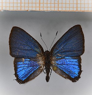  (Calycopis aff.thama - LDIR4)  @11 [ ] copyright (2025) Louis Diringer Unspecified