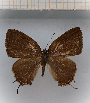  (Calycopis aff.puppius - LDIR8)  @11 [ ] copyright (2025) Louis Diringer Unspecified