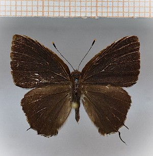  (Calycopis aff.anthora - LDIR9)  @11 [ ] copyright (2025) Louis Diringer Unspecified