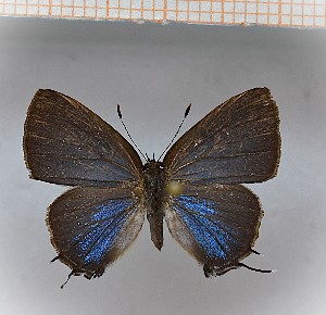  (Calycopis aff.xeneta - LDIR10)  @11 [ ] copyright (2025) Louis Diringer Unspecified