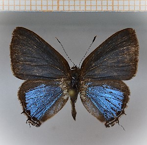  (Calycopis sp1_3 - LDIR11)  @11 [ ] copyright (2025) Louis Diringer Unspecified