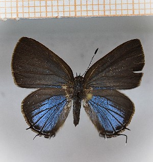  (Calycopis sp2_14 - LDIR12)  @11 [ ] copyright (2025) Louis Diringer Unspecified