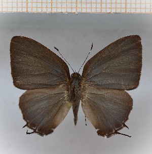  (Calycopis aff.pisis 11 - LDIR13)  @11 [ ] copyright (2025) Louis Diringer Unspecified