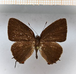  (Calycopis sp3_9_1 - LDIR14)  @11 [ ] copyright (2025) Louis Diringer Unspecified