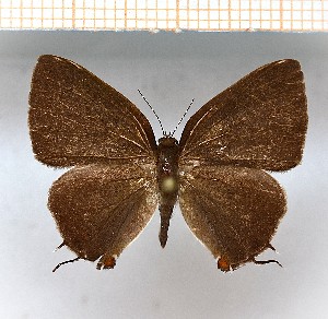  (Calycopis sp3_9_2 - LDIR15)  @11 [ ] copyright (2025) Louis Diringer Unspecified