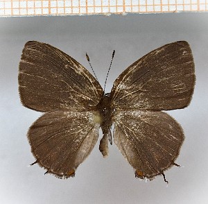  (Calycopis aff.hosmeri 12 - LDIR16)  @11 [ ] copyright (2025) Louis Diringer Unspecified