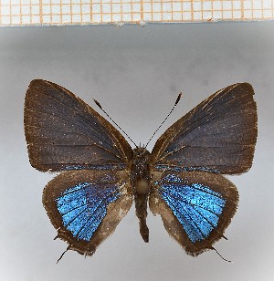  (Calycopis sp4_SN aff.indigo - LDIR17)  @11 [ ] copyright (2025) Louis Diringer Unspecified