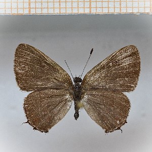  (Calycopis sp5_16 - LDIR18)  @11 [ ] copyright (2025) Louis Diringer Unspecified