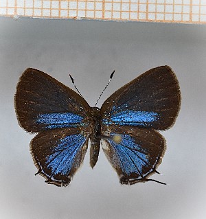  (Calycopis sp6_15 - LDIR19)  @11 [ ] copyright (2025) Louis Diringer Unspecified