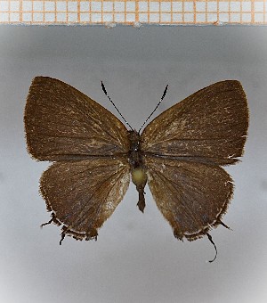  (Calycopis aff.talama SN - LDIR20)  @11 [ ] copyright (2025) Louis Diringer Unspecified