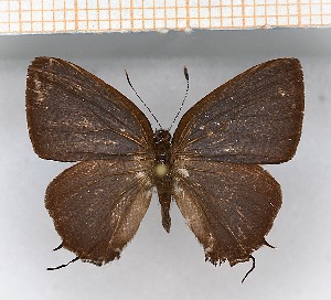  (Calycopis aff.gentilla SN - LDIR21)  @11 [ ] copyright (2025) Louis Diringer Unspecified