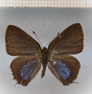  (Calycopis aff.origo 5 - LDIR23)  @11 [ ] copyright (2025) Louis Diringer Unspecified