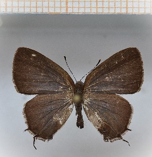  (Calycopis aff.talama 7 - LDIR24)  @11 [ ] copyright (2025) Louis Diringer Unspecified