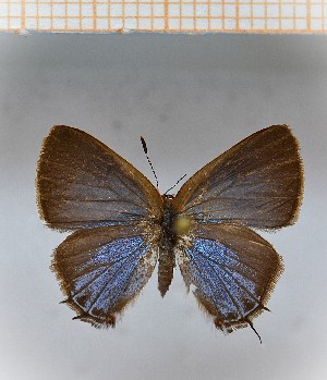  (Calycopis aff.caulonia 10 - LDIR25)  @11 [ ] copyright (2025) Louis Diringer Unspecified