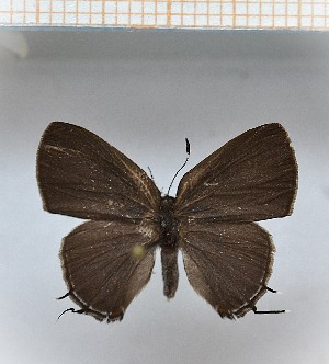  (Calycopis sp1_13 - LDIR26)  @11 [ ] copyright (2025) Louis Diringer Unspecified