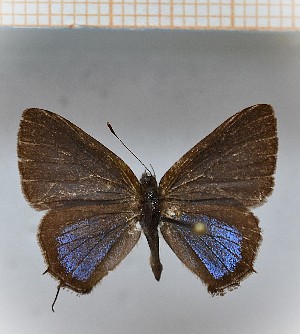  (Calycopis sp2_17 - LDIR27)  @11 [ ] copyright (2025) Louis Diringer Unspecified