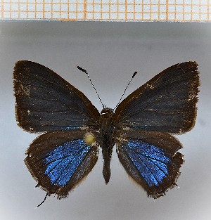  (Calycopis sp3_SN1 - LDIR28)  @11 [ ] copyright (2025) Louis Diringer Unspecified