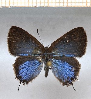  (Calycopis sp3_SN2 - LDIR29)  @11 [ ] copyright (2025) Louis Diringer Unspecified