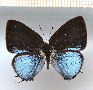  (Calycopis aff.vidulus1 - LDIR30)  @11 [ ] copyright (2025) Louis Diringer Unspecified