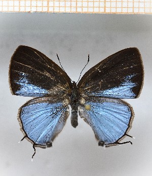  (Calycopis aff.vidulus2 - LDIR31)  @11 [ ] copyright (2025) Louis Diringer Unspecified