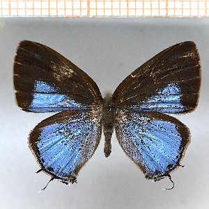  (Calycopis aff.cyanus1 - LDIR32)  @11 [ ] copyright (2025) Louis Diringer Unspecified