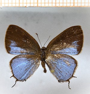  (Calycopis aff.cyanus2 - LDIR33)  @11 [ ] copyright (2025) Louis Diringer Unspecified