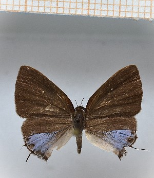  (Calycopis cinianna1 - LDIR34)  @11 [ ] copyright (2025) Louis Diringer Unspecified