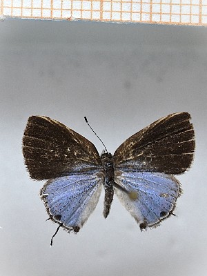  (Calycopis cinianna2 - LDIR35)  @11 [ ] copyright (2025) Louis Diringer Unspecified