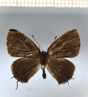  (Calycopis cissusa1 - LDIR36)  @11 [ ] copyright (2025) Louis Diringer Unspecified