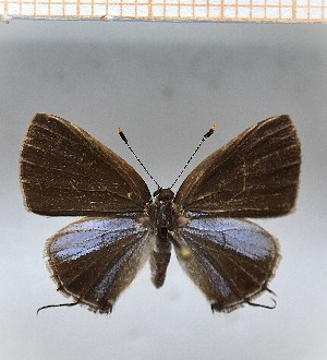  (Calycopis cissusa2 - LDIR37)  @11 [ ] copyright (2025) Louis Diringer Unspecified