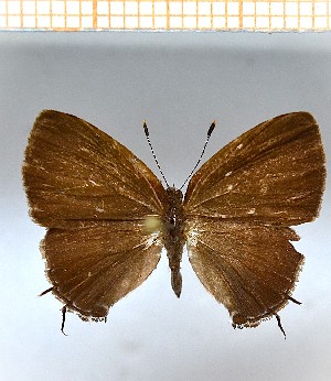  (strobilata1 - LDIR38)  @11 [ ] copyright (2025) Louis Diringer Unspecified