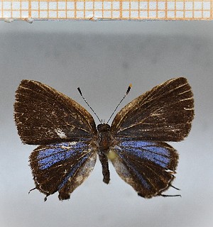  (strobilata2 - LDIR39)  @11 [ ] copyright (2025) Louis Diringer Unspecified