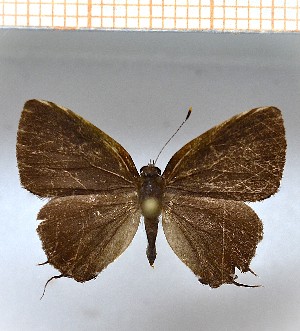  (strobilata3 - LDIR40)  @11 [ ] copyright (2025) Louis Diringer Unspecified