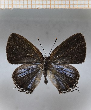  (strobilata4 - LDIR41)  @11 [ ] copyright (2025) Louis Diringer Unspecified