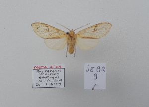  (Lophocampa cf. subannula:male_sign - JEBR9)  @11 [ ] copyright (2025) Jean Breard Unspecified