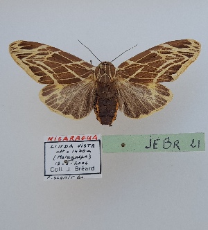  (Hypercompe sp.1 - JEBR21)  @11 [ ] copyright (2025) Jean Breard Unspecified