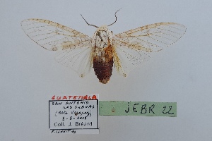  (Hypercompe sp.2 - JEBR22)  @11 [ ] copyright (2025) Jean Breard Unspecified